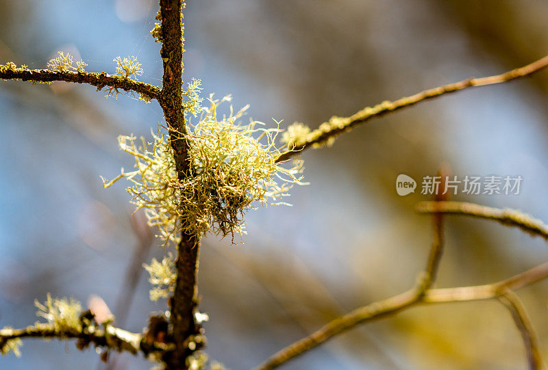 睡眠菲本杜拉， 鱼骨胡子地衣